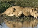 Фото Sweetwaters Tented Camp Nanyuki