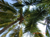 Кстати, одна женщина перенесла лежак из-под пальмы. На мой удивительный взгляд, она ответила, что очень много случаев нанесения трав упавшими кокосами ...
