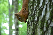 Царское Село и белки Царское Село и белки
