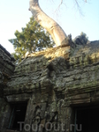 дерево проросло на разрушенном храме