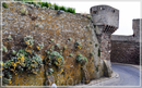 живая стена в Сен Мало (живность,растения.всякая плесень вековая...)