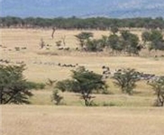 Lemala Ewanjan