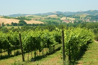 виноградники рядом с Urbino Resort