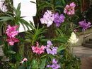 Именно во время посещения королевского сада Дой Тунг я влюбилась в орхидеи, такого разнообразия и великолепия я больше нигде не видела. Эта любовь на всю ...