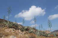 кактусы на острове Грамвуса