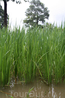 А так растет рис (Камбоджа)