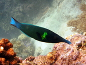 bird Wrasse