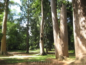 Дерево "Слоновая нога" - Королевский ботанический сад.