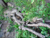 вот какие корни у многовековых деревьев...