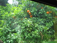 Почти созревшие апельсины