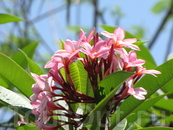 Цветов на Бали целое море, красота и прятный запах (Ну не на всем Бали, конечно, а на территориях отелей)