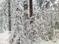 Зимний лес