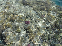 Самое большое чудо Египта - море!!! Чудесная вода незабываемого цвета, риф и рыбки...