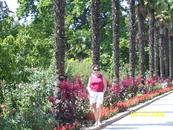 Аллея Никитского ботанического сада.