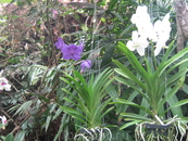 Канарские острова. Тенерифе. Павильон орхидей в парке Лоро