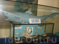 В музее института океанографии представлено большое количество препарированных морских обитателей В музее института океанографии представлено большое количество препарированных морских обитателей