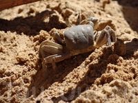 крабик крабик