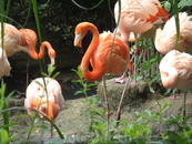 Фламинго, как всегда изящны и красивы