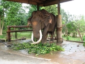 Самый старый слон на Шри-Ланке.