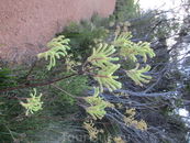 Цветок Kangaroo Paw