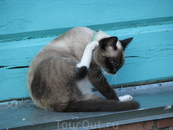 Голубоглазая кошка Лагуны