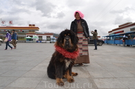 тибетский мастиф