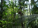 Треск по верхушкам деревьев такой как в хороший ураган в лесу. А это он-хозяин орангутанг.