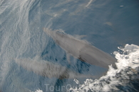 дельфины в открытом океане