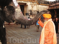 Священный слон даёт благословение в храме!