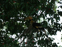 Hornbill