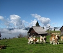 Фото Farm Holidays Povsin