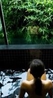 Фото Banyan Tree Hotel Lijiang