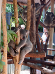 Lone Pine Koala Sanctuary