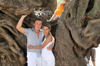 Оливка сильно напоминает деревья, ворочающие камни в Ангкоре Камбоджи. 