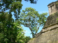 Тикаль. Это – самая значительная культурно-историческая достопримечательность Гватемалы. Древний город занимал площадь 60 кв. км. Здесь обнаружены сотни ...