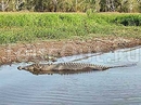 Фото Gagudju Crocodile