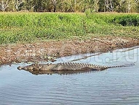 Gagudju Crocodile