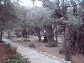 В Гефсиманском саду