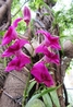 Орхидеи растут прямо на деревьях