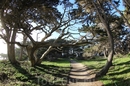 Возраст некоторых деревьев превышает 2000 лет. Монтерейский кипарис отличается от калифорнийского своими длинными ветвями и тонкими иголками. Калифорнийский ...