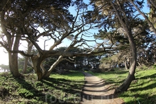 Возраст некоторых деревьев превышает 2000 лет. Монтерейский кипарис отличается от калифорнийского своими длинными ветвями и тонкими иголками. Калифорнийский же, наоборот, пушистый и тянущийся вверх, а