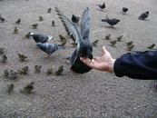 Наглые и вечно голодные голуби Питера.