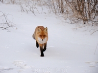 я понял...бежать поздно.продолжал фоткать.