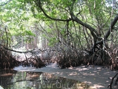 Это мангровый лес. Его показывают во время лодочной прогулки.