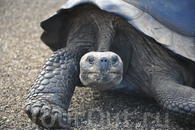 Гигантские черепахи обитают только на Галапагосских островах