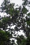 Бали/ на дереве висят летучие лисицы