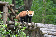Зоопарк
красная панда