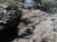 Рыбы и кораллы (подводные съемки - с чехлом)