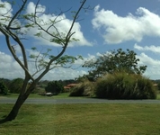 The Woods at Palmas del Mar