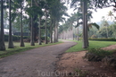 Королевский парк в Канди.Аллея кокосовых пальм.